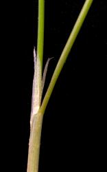 Image: Kerry Ford © Landcare Research 